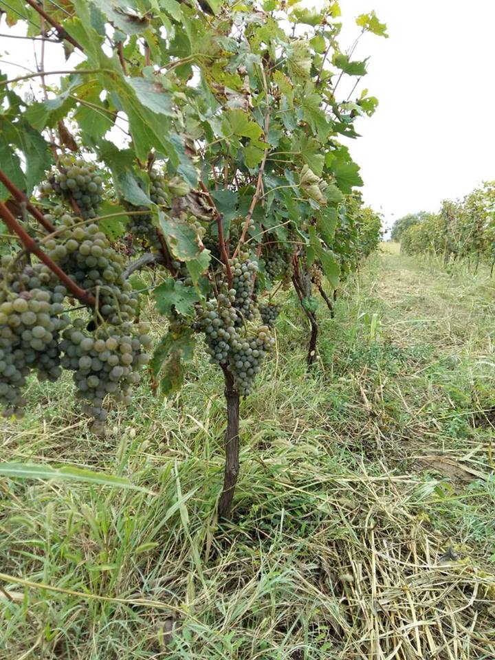 Chona's Marani Mtsvane Grapes